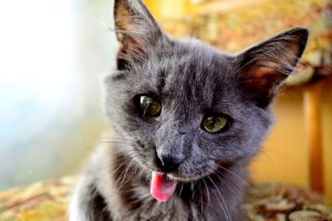 cats, Glance, Snout, Grey, Animals, Wallpapers