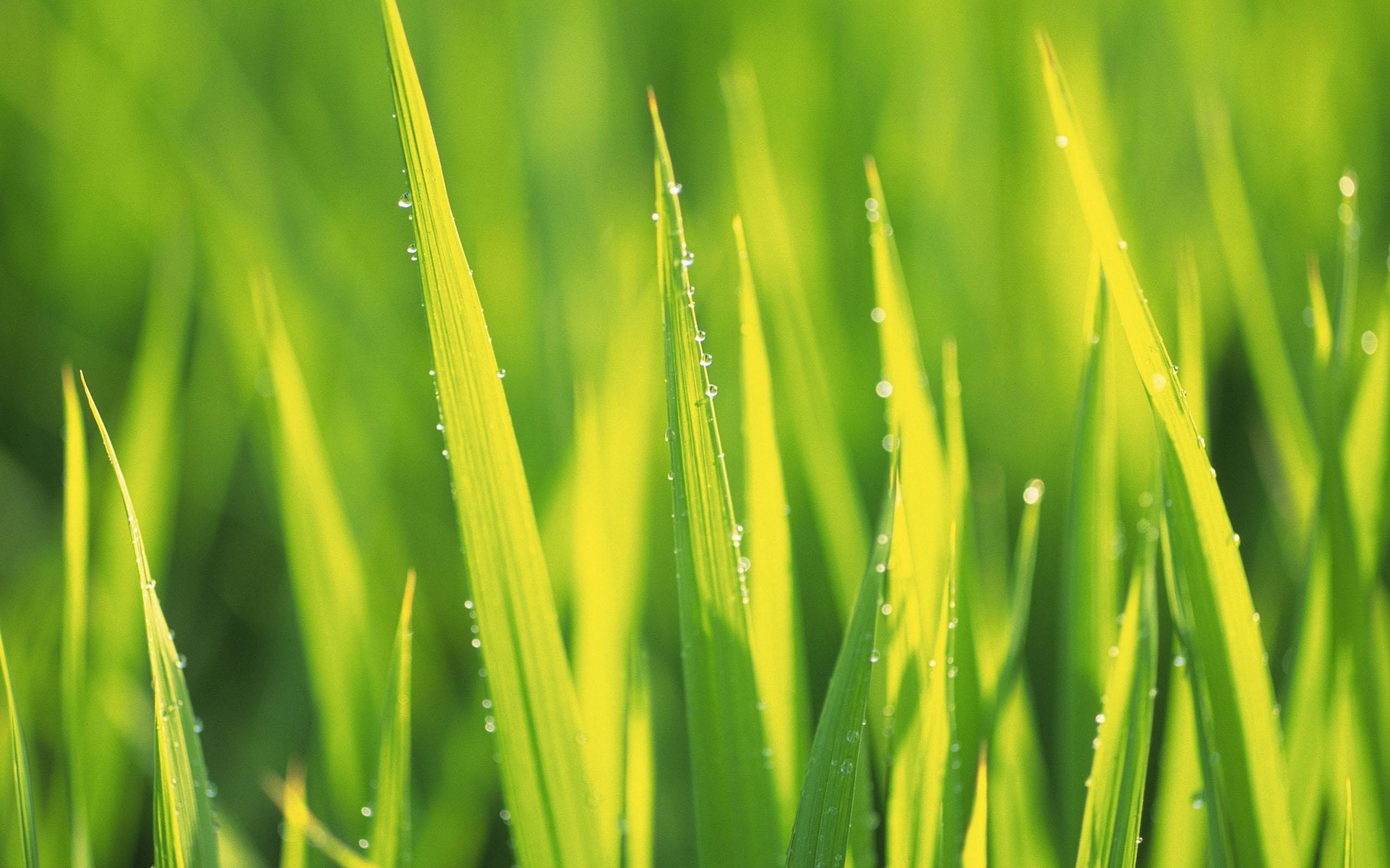 amazing, Super, Photo, Look, Of, Green, Leafs Wallpaper
