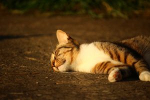 cat, Lying, Striped, Sunlight, Cute, Animal