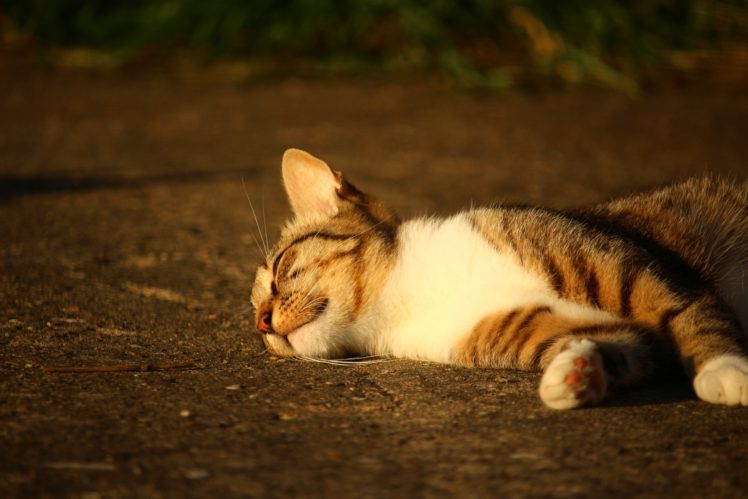 cat, Lying, Striped, Sunlight, Cute, Animal HD Wallpaper Desktop Background