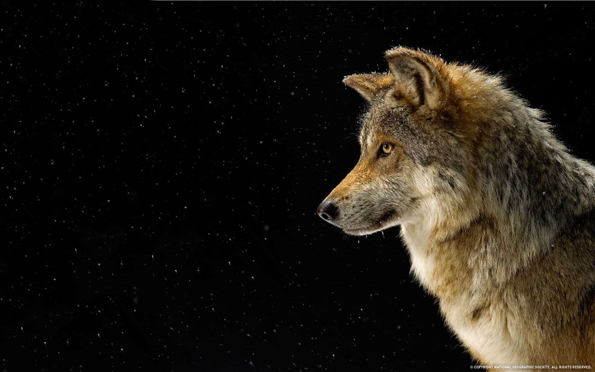 mammals, Wolves Wallpaper