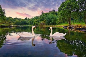 norway, Lake, Trees, Swans, Landscape