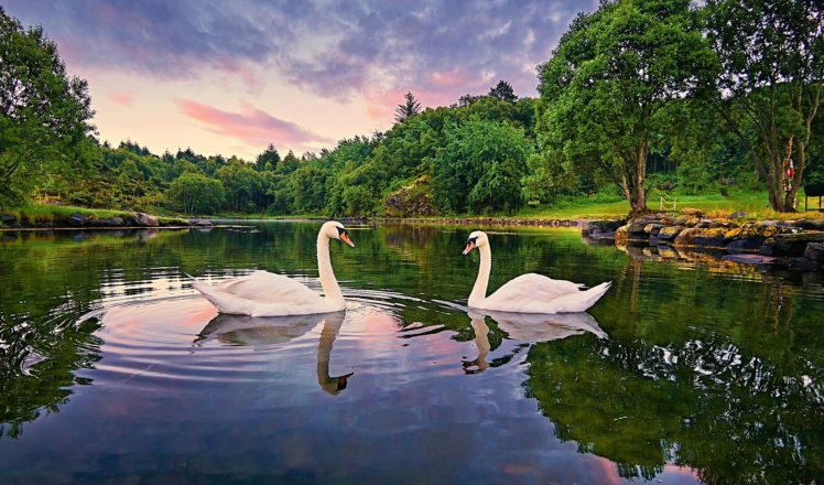 norway, Lake, Trees, Swans, Landscape HD Wallpaper Desktop Background
