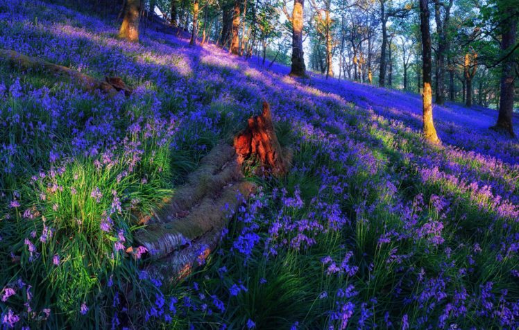 trossachs, Scotland, Forest, Trees, Slope, Flowers, Nature HD Wallpaper Desktop Background