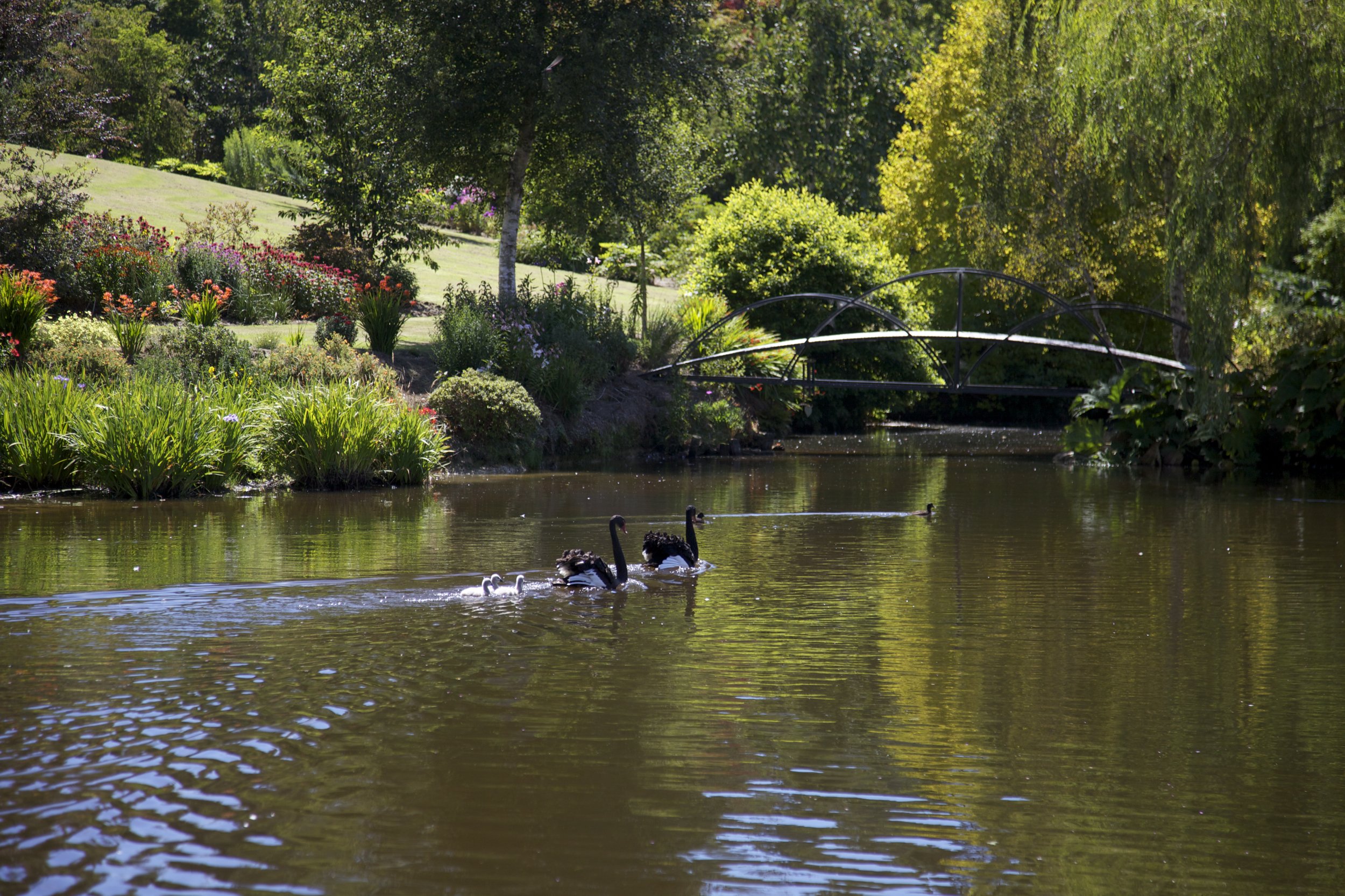 england, Parks, Pond, Bridges, Swans, Shrubs, Walsall, Garden, Nature, Wallpapers Wallpaper