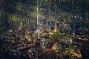russia, Forests, Crimea, Stones, Trunk, Tree, Alupka, Nature, Wallpapers