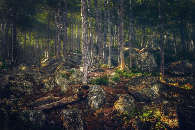 russia, Forests, Crimea, Stones, Trunk, Tree, Alupka, Nature, Wallpapers HD Wallpaper Desktop Background