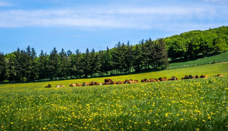 summer, Dandelions, Cow, Grasslands, Trees, Nature, Wallpapers HD Wallpaper Desktop Background