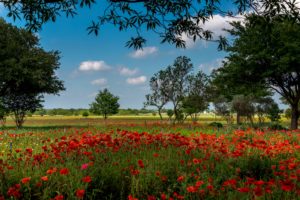 usa, Summer, Fields, Poppies, Trees, Texas, Austin, Nature, Wallpapers