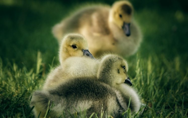 duck, Bird, Chick, Animals HD Wallpaper Desktop Background