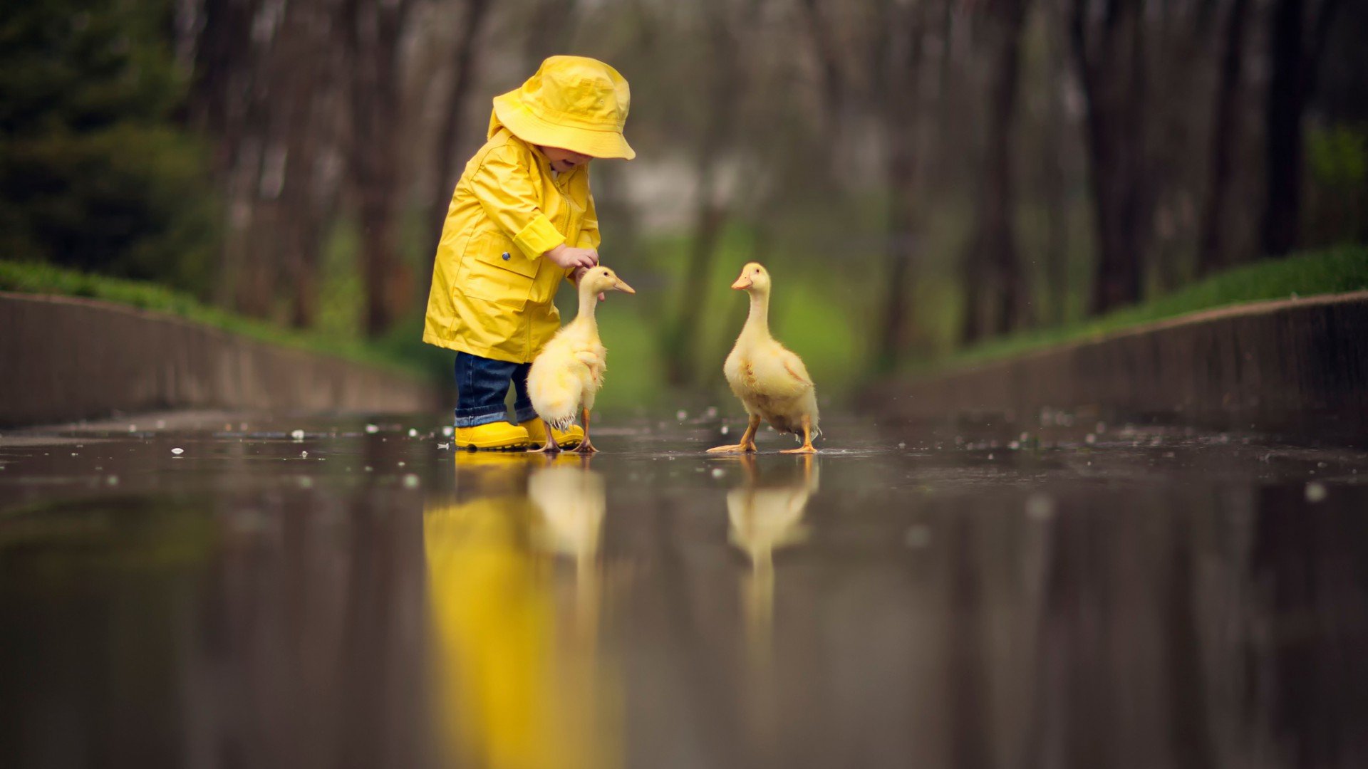duck, Bird, Child, Wet, Animals Wallpaper