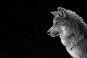 gray, Wolf, Profile, Snow, Animals, Hd wallpaper 99709