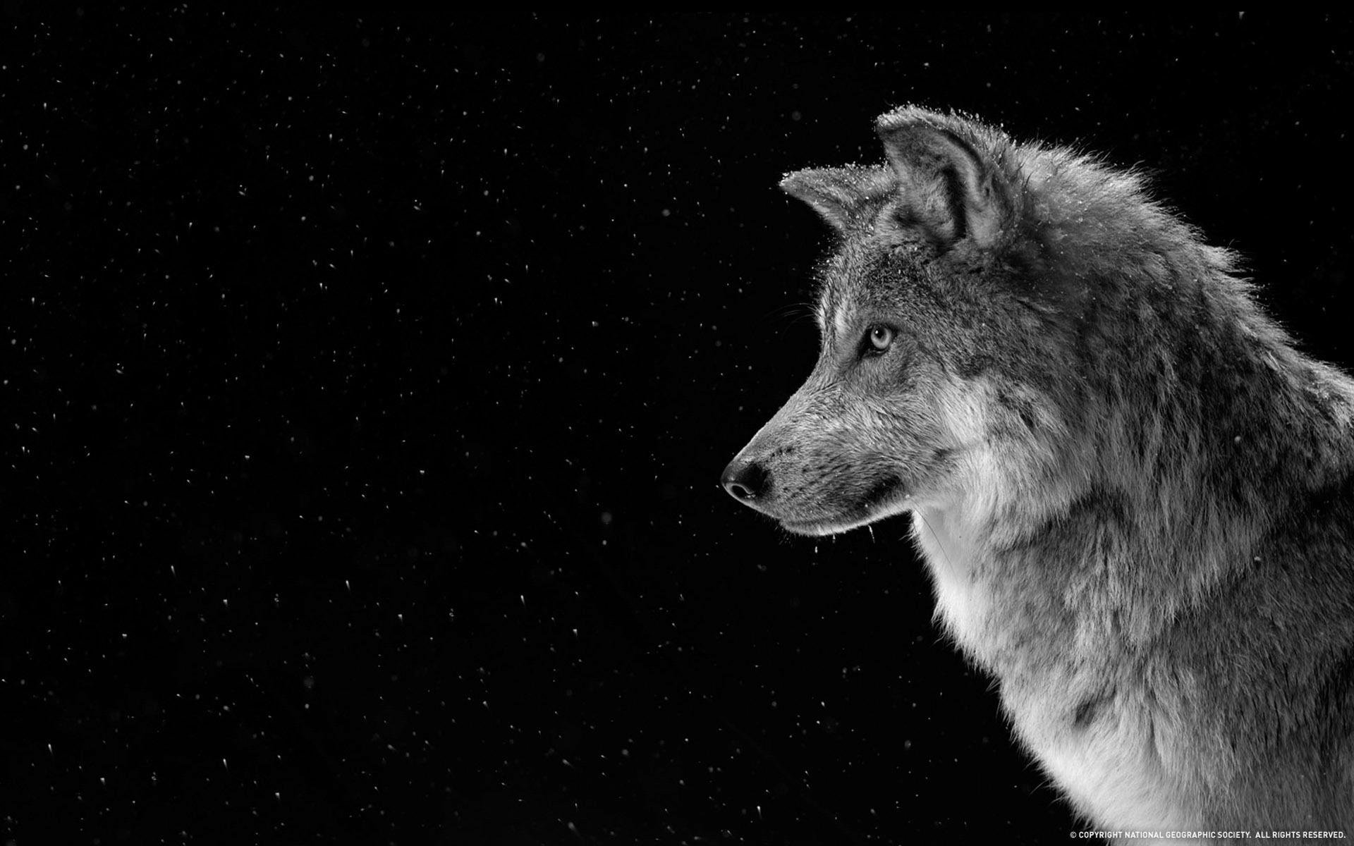 gray, Wolf, Profile, Snow, Animals, Hd wallpaper 99709 Wallpaper