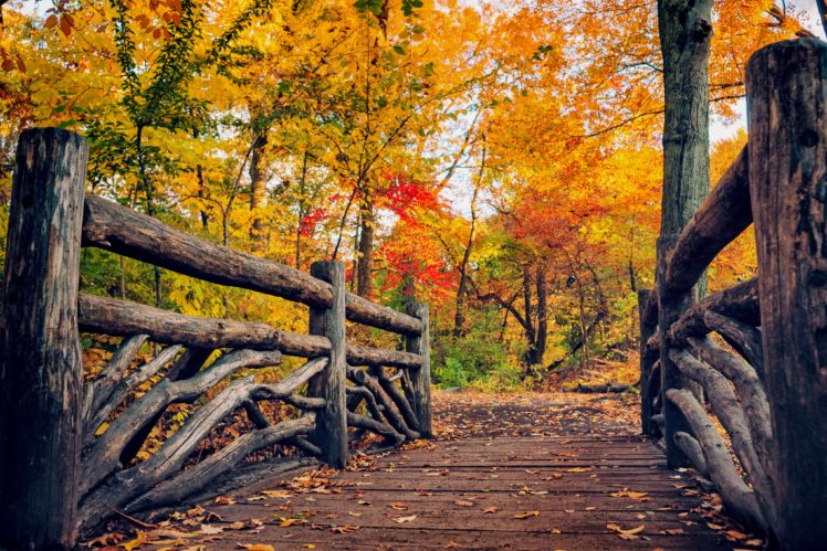 path, Leaves, Nature, Fall, Trees, Autumn, Autumn, Splendor HD Wallpaper Desktop Background
