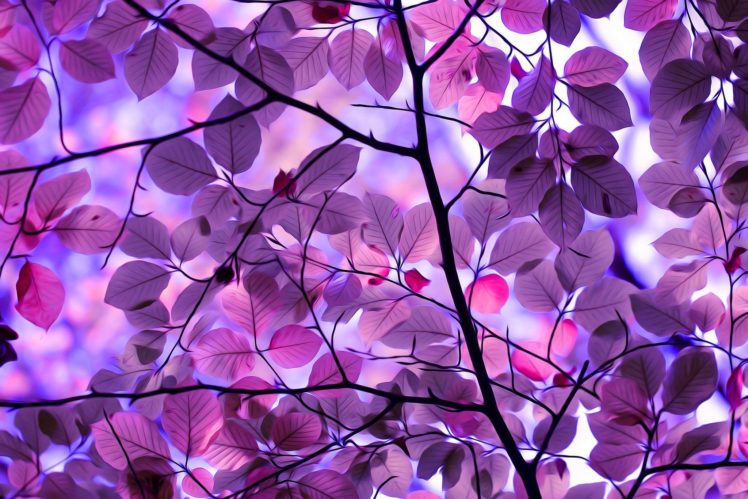 treea, Autumn, Leaves, Autumn, Splendorpurple, Leaves HD Wallpaper Desktop Background