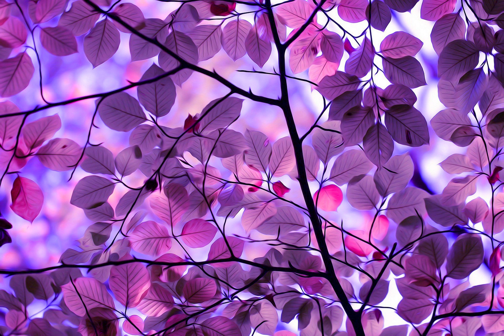 treea, Autumn, Leaves, Autumn, Splendorpurple, Leaves Wallpaper