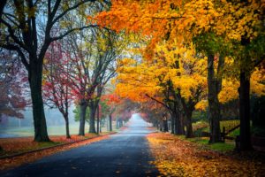 trees, Path, Road, Nature, Fall, Leaves, Autumn, Splendor, Autumn