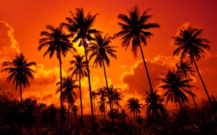 coconut, Palms, Sand, Beach, Sunset, , Thailand, Beautiful, Nature, Landscape, Sky, Clouds HD Wallpaper Desktop Background