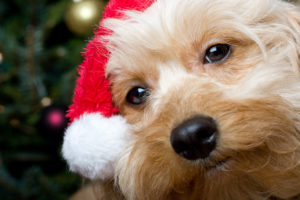 dogs, Christmas, New, Year, Snout, Glance, Animals