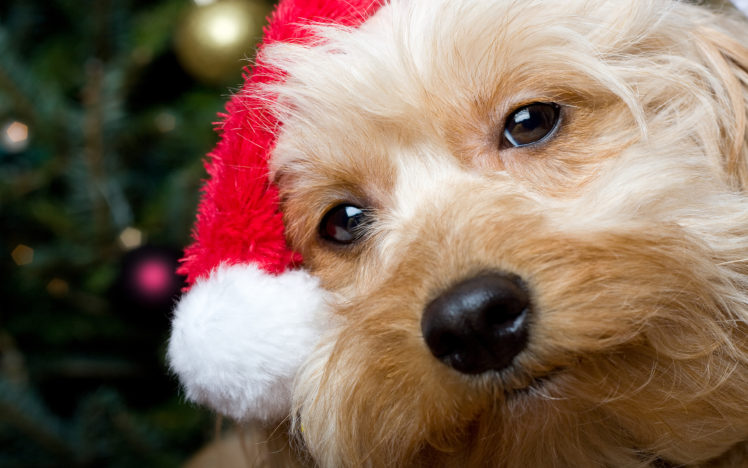 dogs, Christmas, New, Year, Snout, Glance, Animals HD Wallpaper Desktop Background