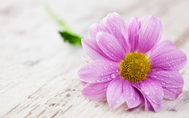 flower, Drops, Water, Petals, Table HD Wallpaper Desktop Background