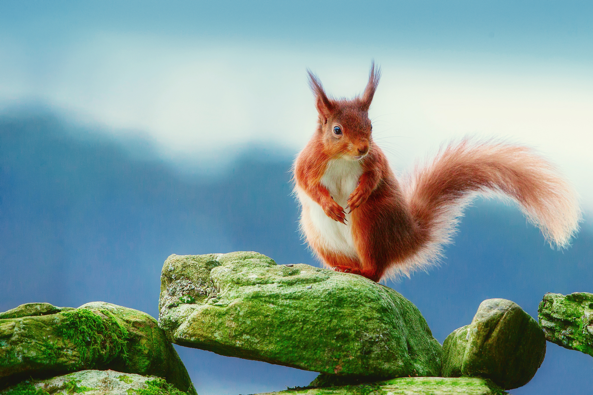 rodents, Squirrels, Stones, Ginger, Color, Tail, Moss, Animals Wallpaper
