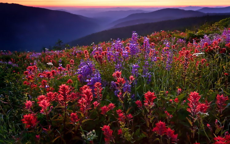 field, Flowers, Mountains, Fog, Sunset HD Wallpaper Desktop Background