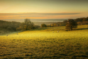 pasture, Sheep, Morning, Dawn
