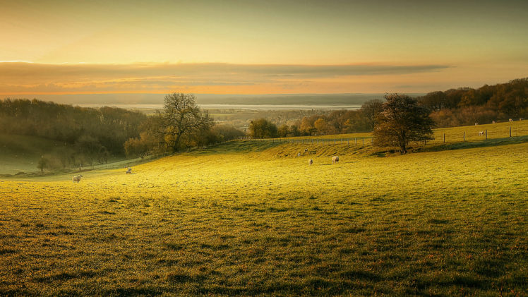 pasture, Sheep, Morning, Dawn HD Wallpaper Desktop Background