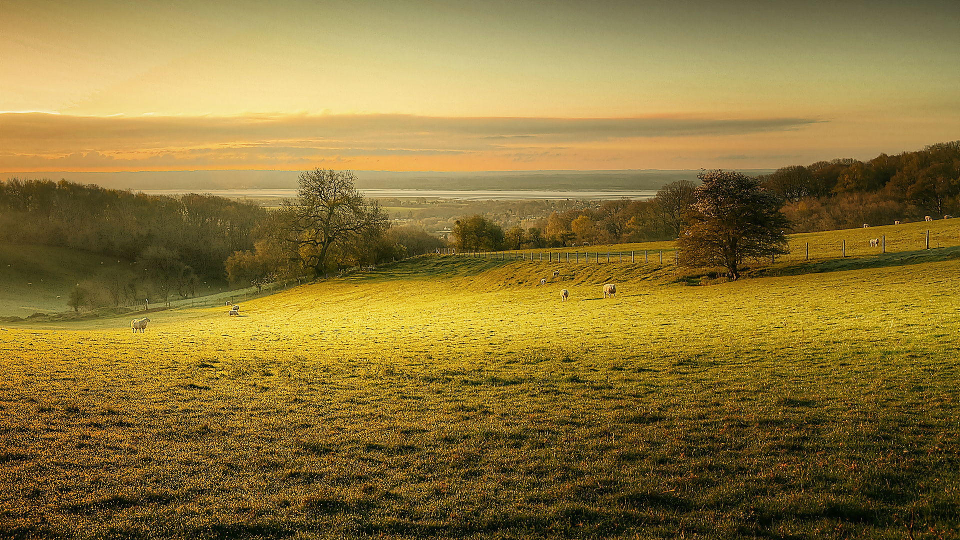 pasture, Sheep, Morning, Dawn Wallpaper