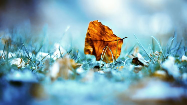 nature, Leaves, Grass, Outdoors, Macro HD Wallpaper Desktop Background