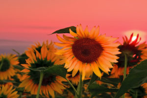 field, Sunflowers, Sunset