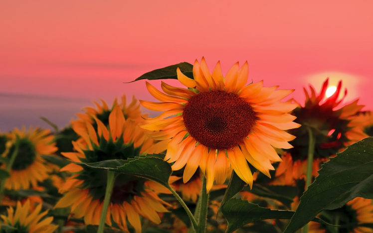 field, Sunflowers, Sunset HD Wallpaper Desktop Background