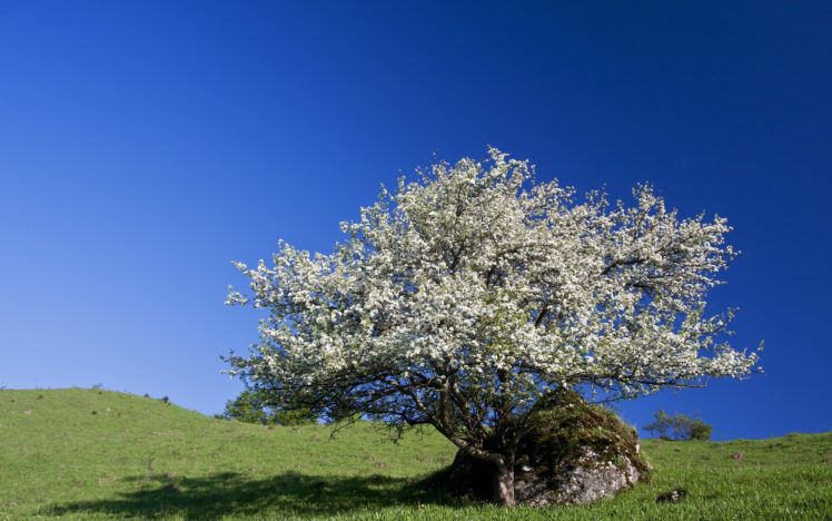 field, Tree, Sky, Nature HD Wallpaper Desktop Background