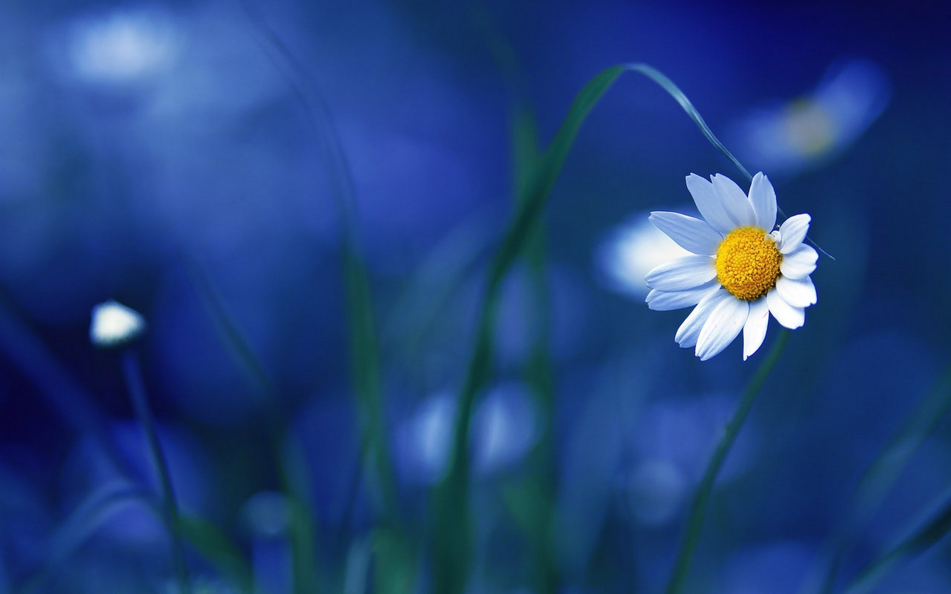 flower, Chamomile, Macro Wallpaper