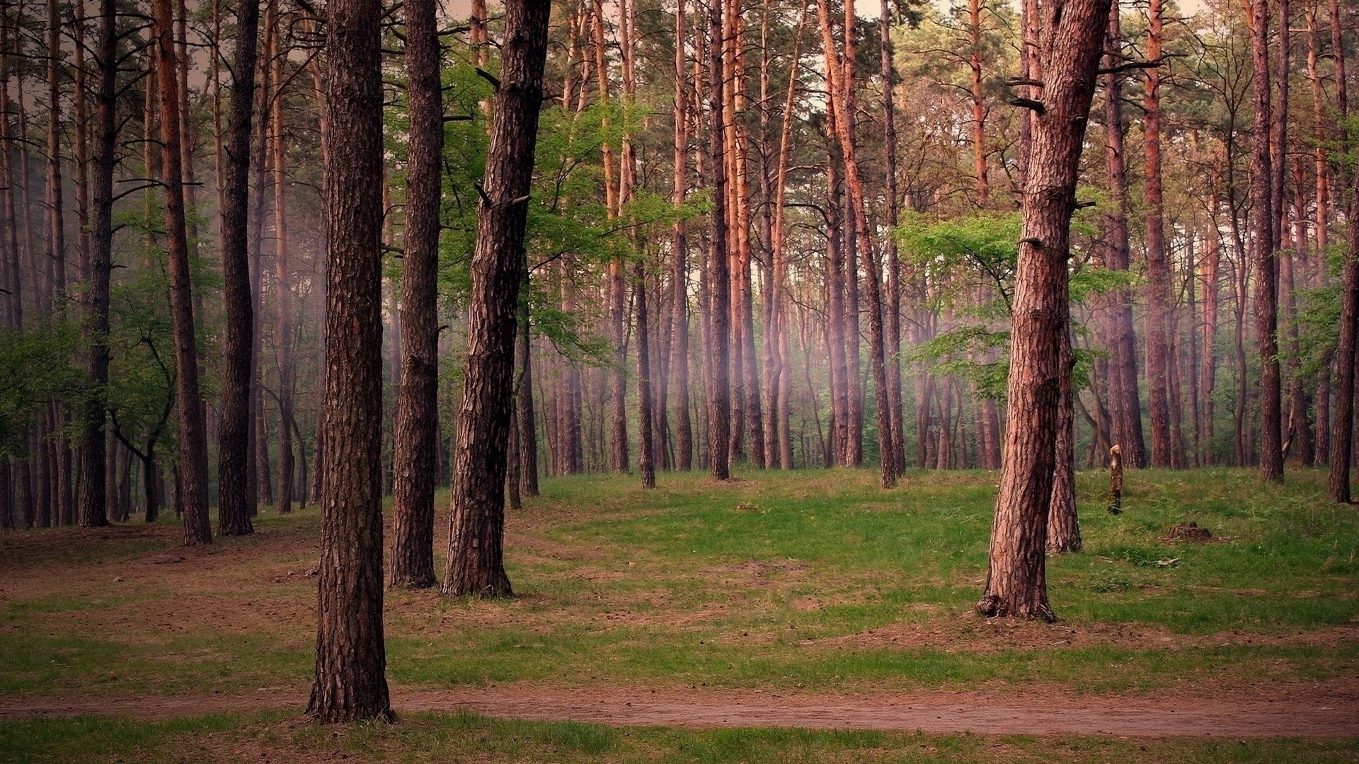 summer, Forest, Trail, Nature, Fog Wallpapers HD / Desktop and Mobile