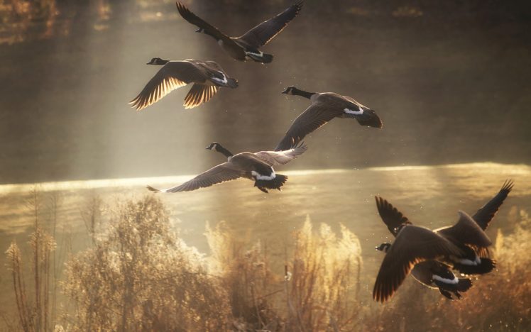 birds, Pond, River, Lake, Ducks HD Wallpaper Desktop Background