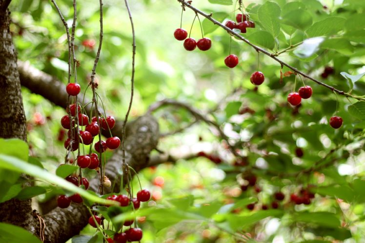 cherry, Tree, Berries, Harvest, Summer, Ripe, Leaves HD Wallpaper Desktop Background