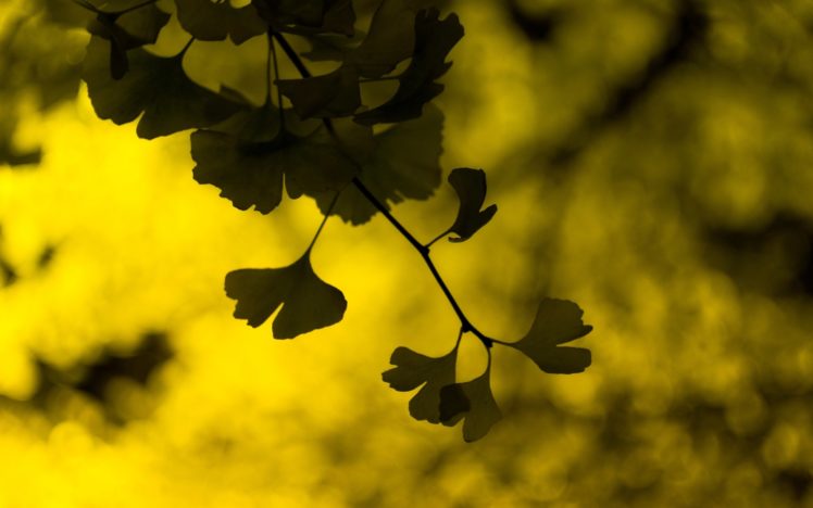 leaves, Macro, Leaves, Green, Yellow, Bokeh, Leaves HD Wallpaper Desktop Background