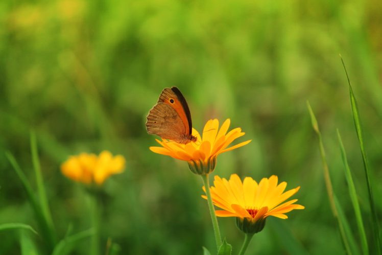 butterfly, Insect, Flowers, Nature, Green, Calendula HD Wallpaper Desktop Background