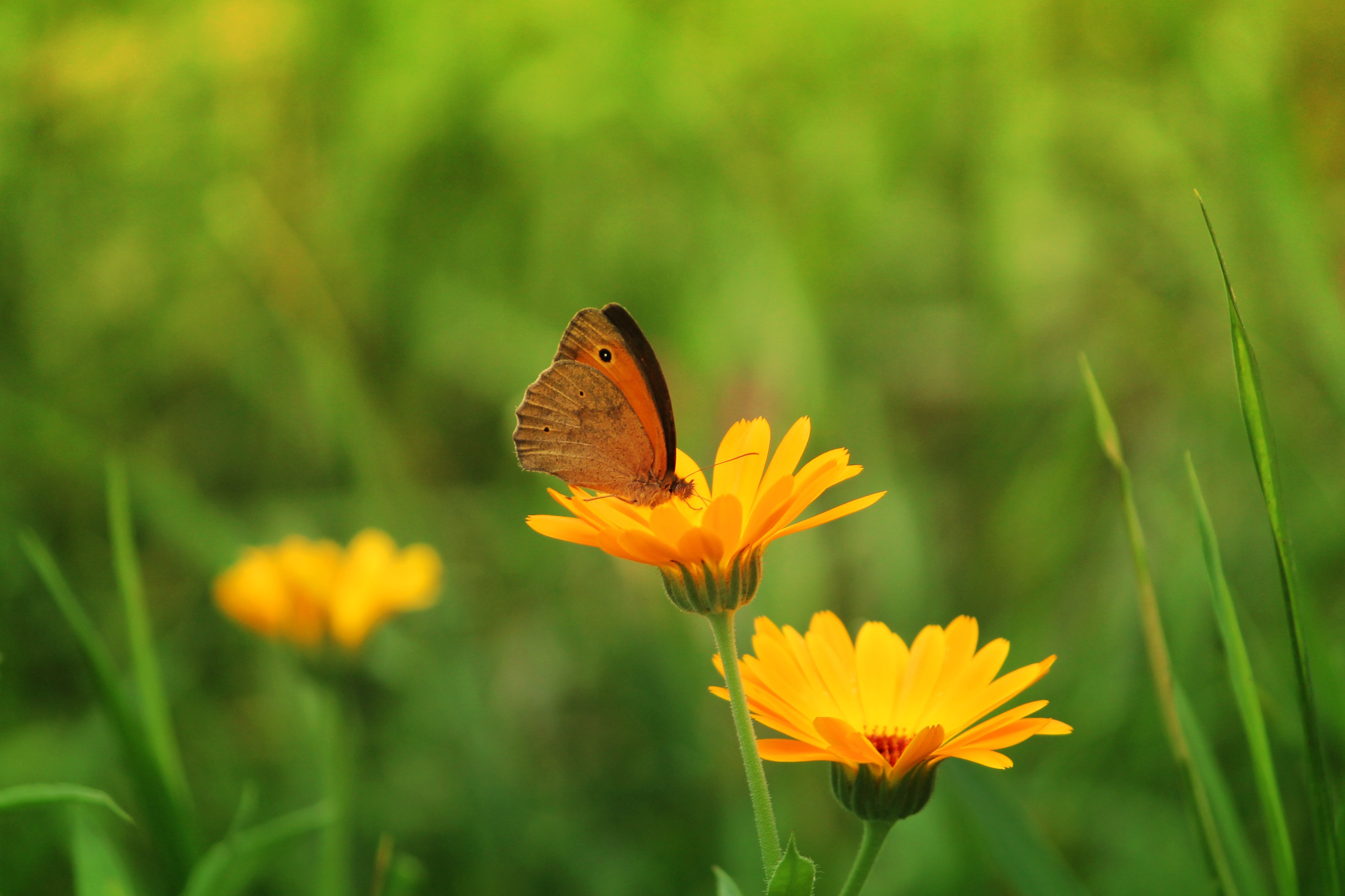 butterfly, Insect, Flowers, Nature, Green, Calendula Wallpaper