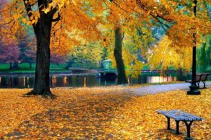 nature, Pond, Foliage, Autumn, Park, Trees