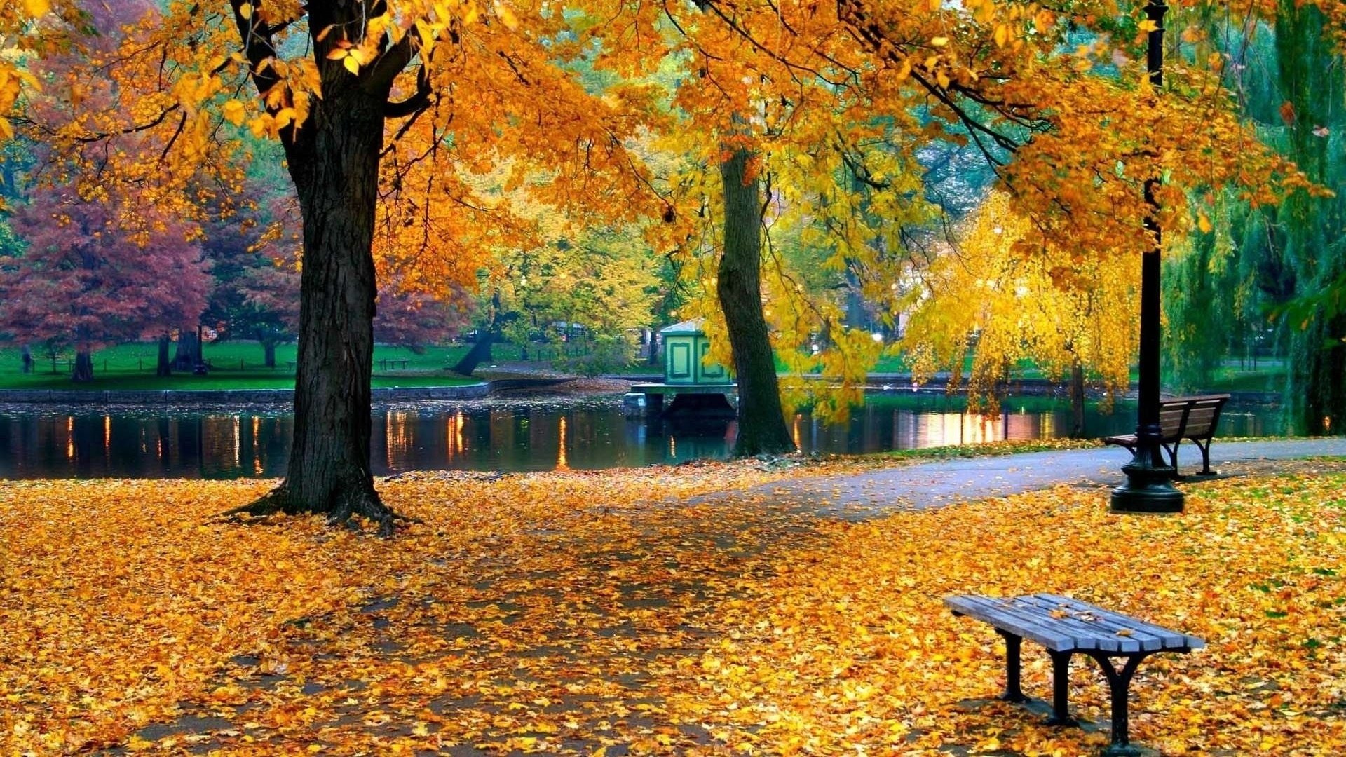 nature, Pond, Foliage, Autumn, Park, Trees Wallpaper