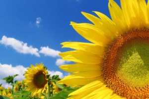 sky, Bright, Yellow, Sunflowers, Clouds, Color, Summer, Field