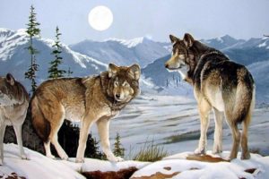 art, Oil, Painting, Drawing, Three, Wolves, Peaks, Winter, Moon