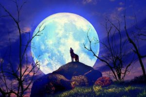wolf, Nature, Full, Moon, Yelp