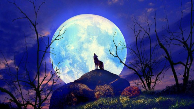 wolf, Nature, Full, Moon, Yelp HD Wallpaper Desktop Background