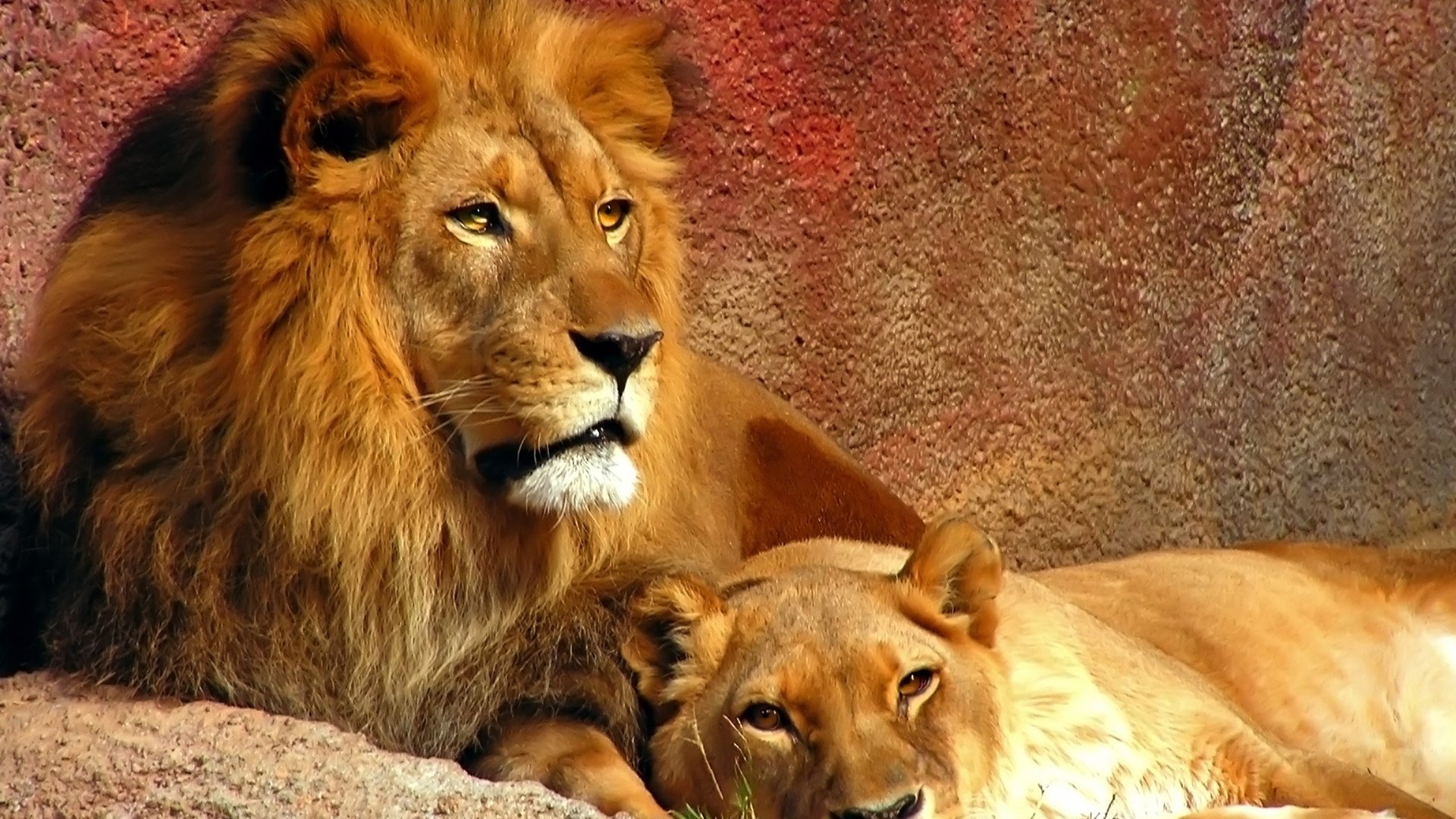 two, Lions, Lying, Animals Wallpaper