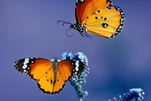 , Original, Photo, Animal, Beauty, Beautiful, Butterfly