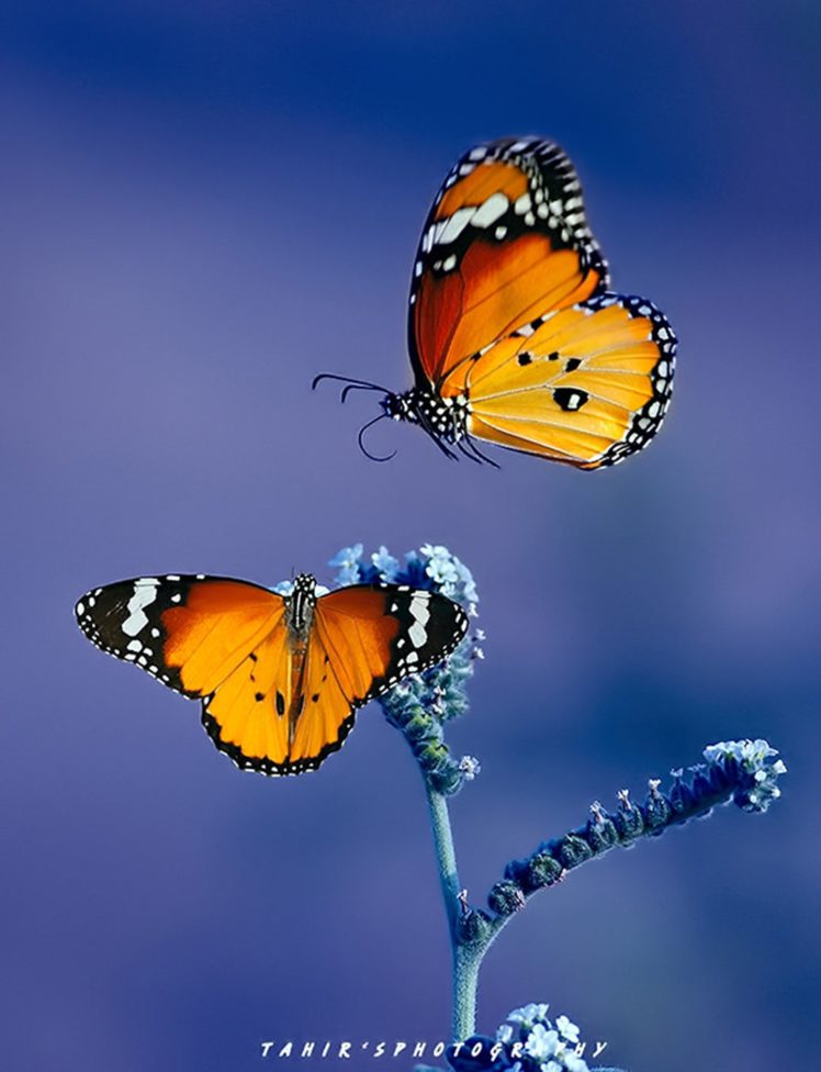 Original Photo Animal Beauty Beautiful Butterfly Wallpapers Hd Desktop And Mobile Backgrounds